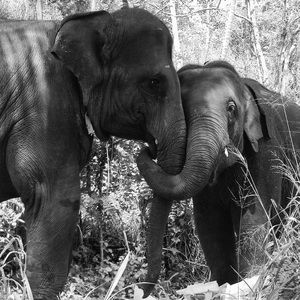 Meet your Posher, Laurie